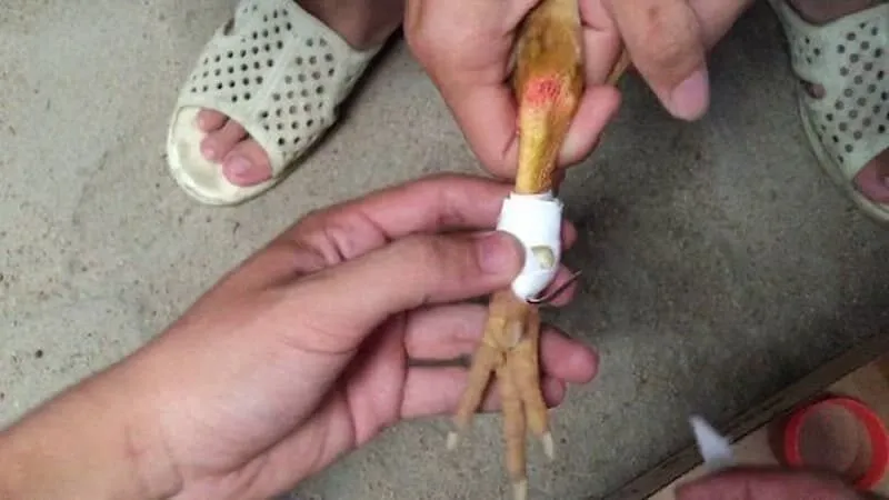 Vai trò của cách lên cựa gà 