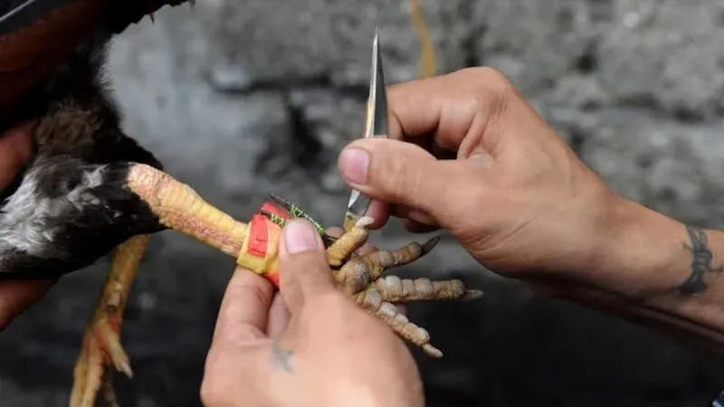 Cựa dao giúp chiến kê ra đòn sắc bén hơn