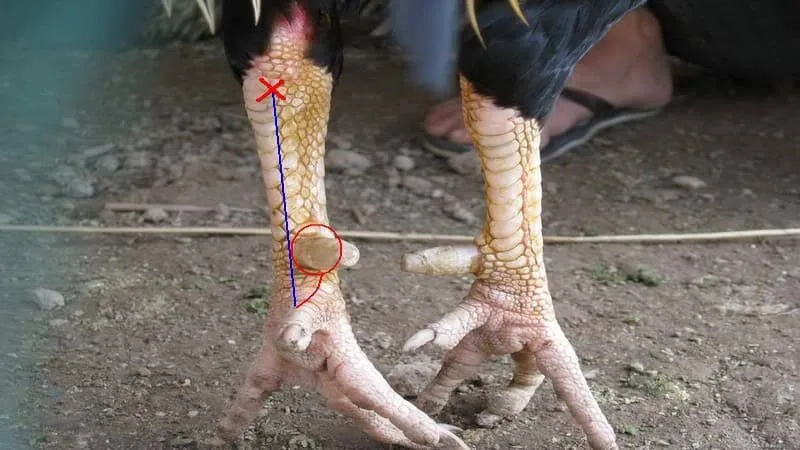 Đặt cựa đúng chiều và hướng đâm