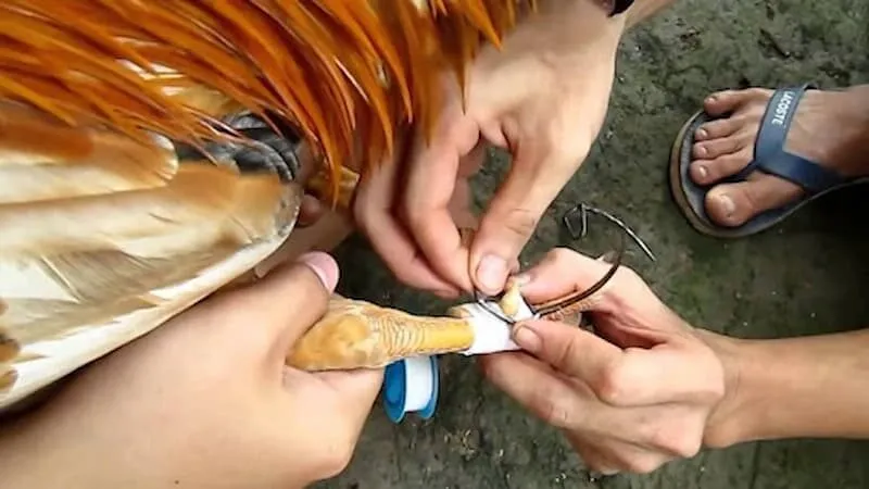 Lên cựa theo chân thuận của gà