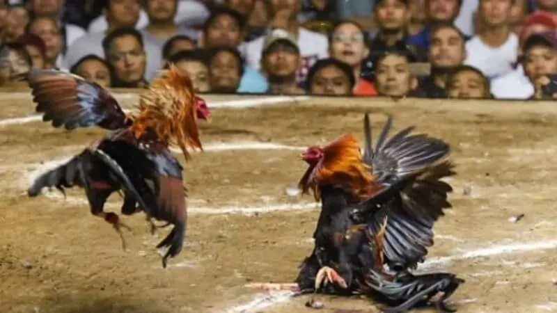 Các loại hình đá gà VB88 hot hit